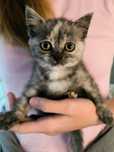 Котенок девочка в ответственные руки