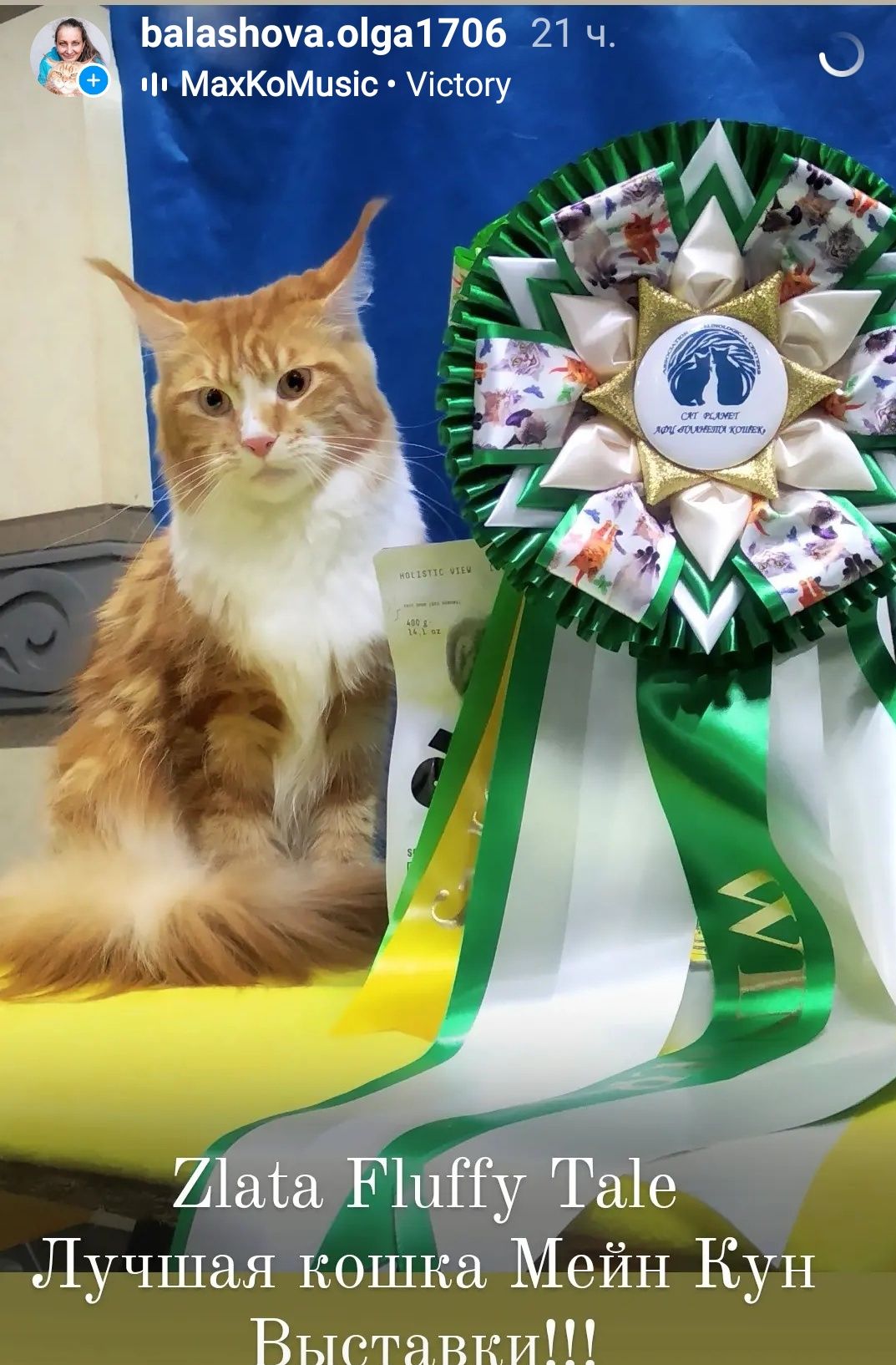 Роскошные кошки Мейн Кун выведенные из разведения Питомник Fluffy Tale