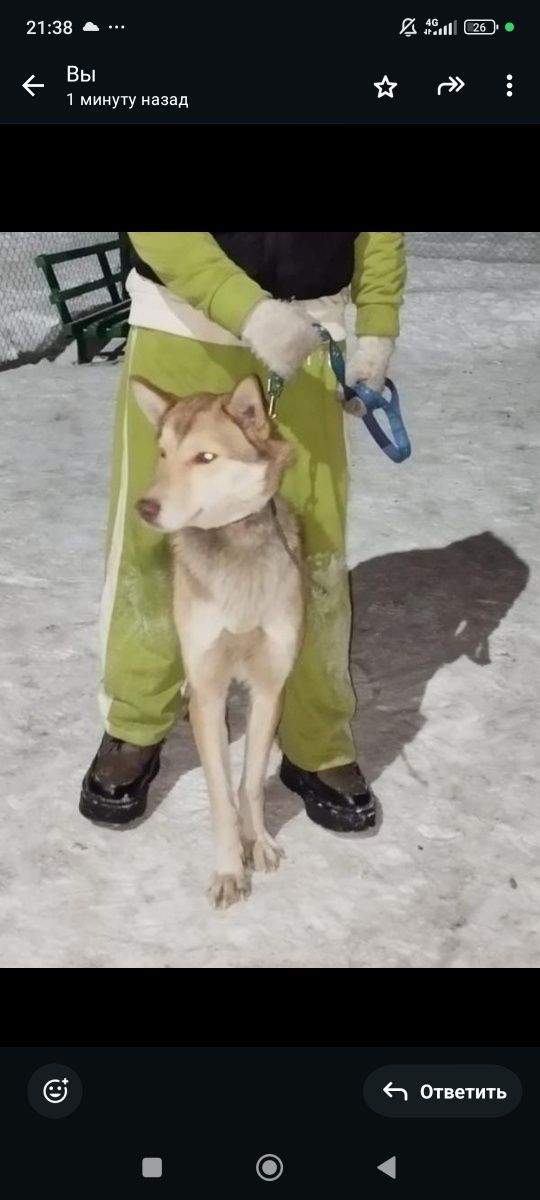 Отдам собаку девочку