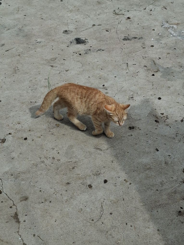 Отдам котенка!!!