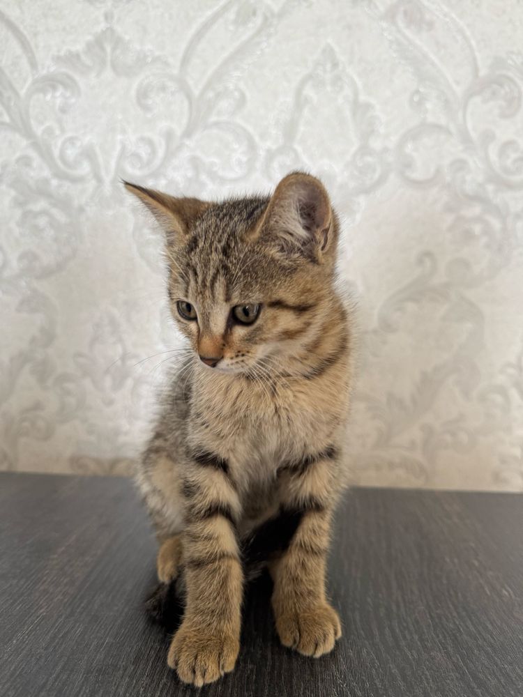 Отдам в добрые руки котёнка-девочку, 4 месяца