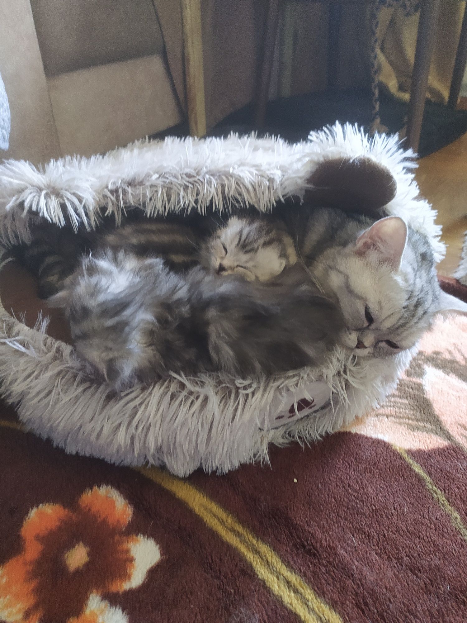 Лежанка для кошек