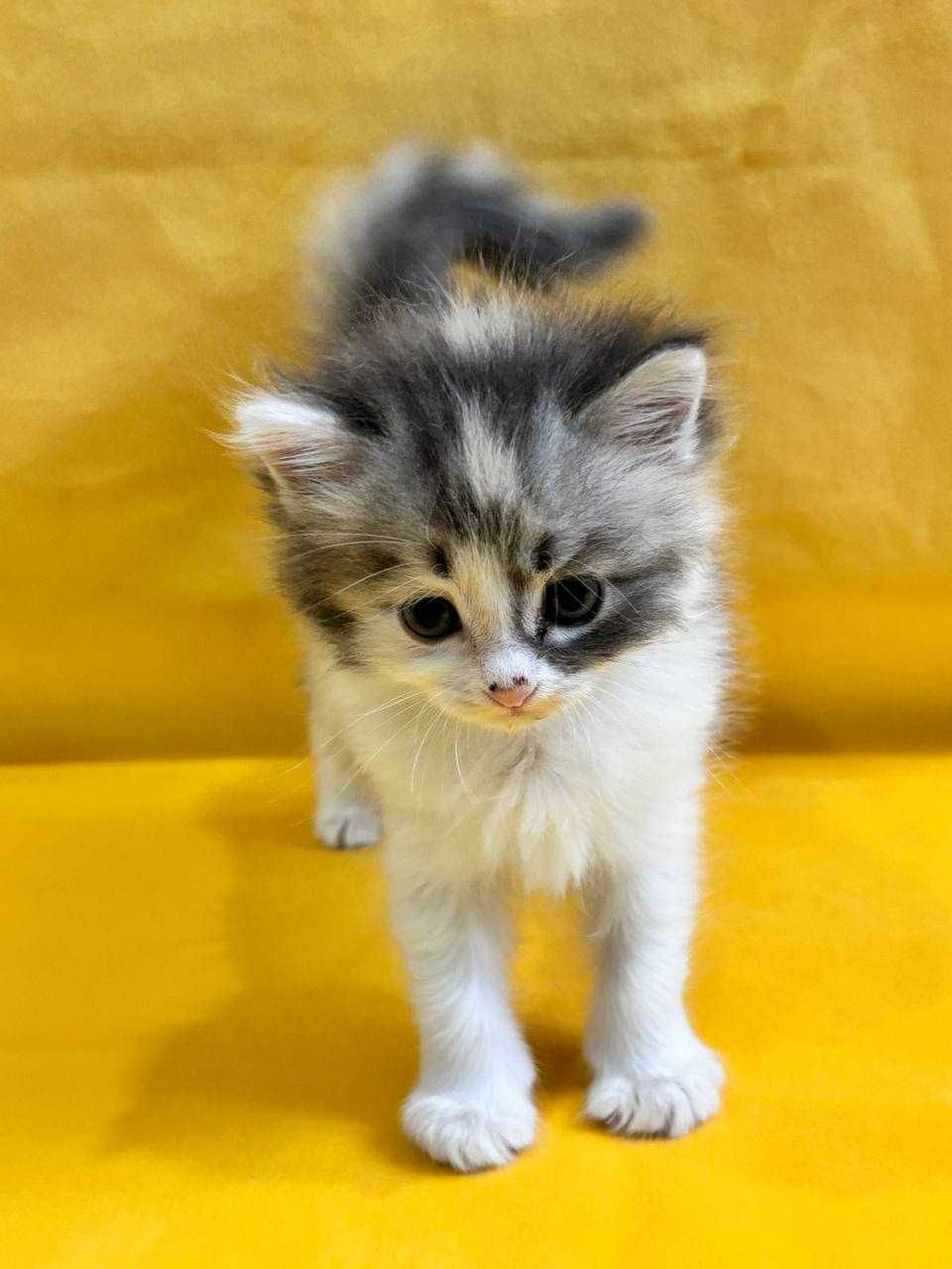 Котята милые пушистые