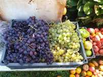 Продам саженцы культурного винограда