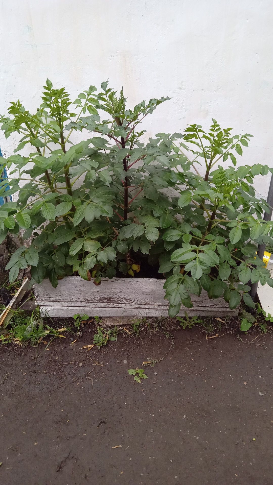Срочно продаем участок в городе