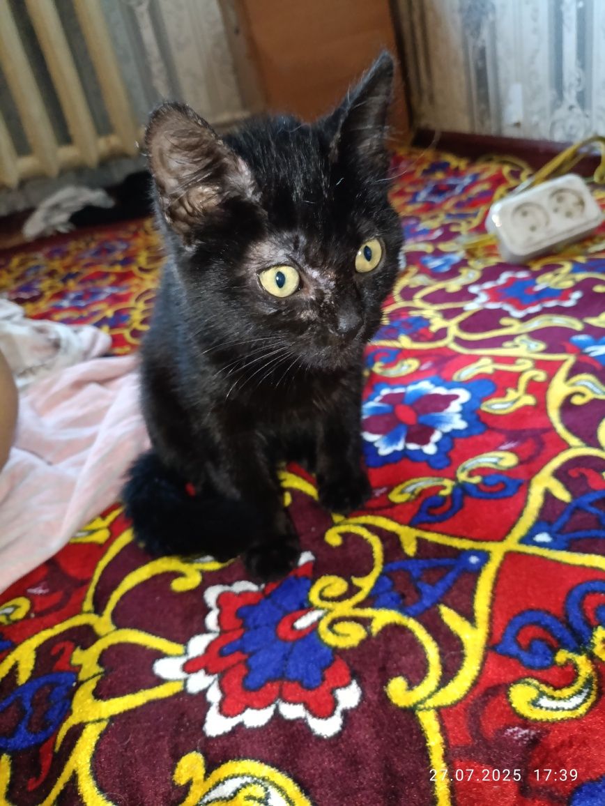 Ищем дом котенку!