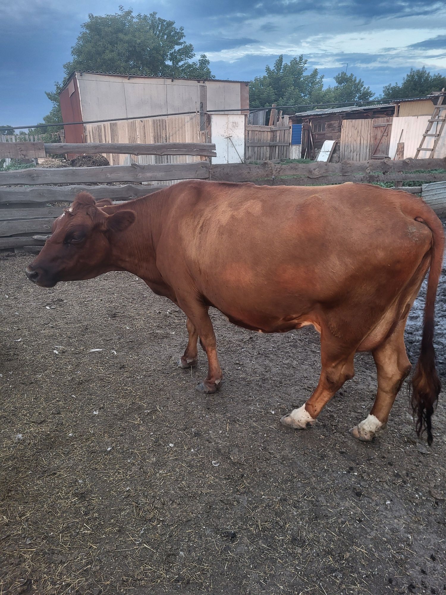 Продам коровуууу