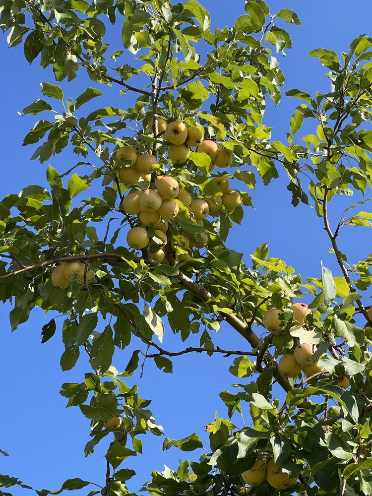 Продам дачу в обществе Дархан