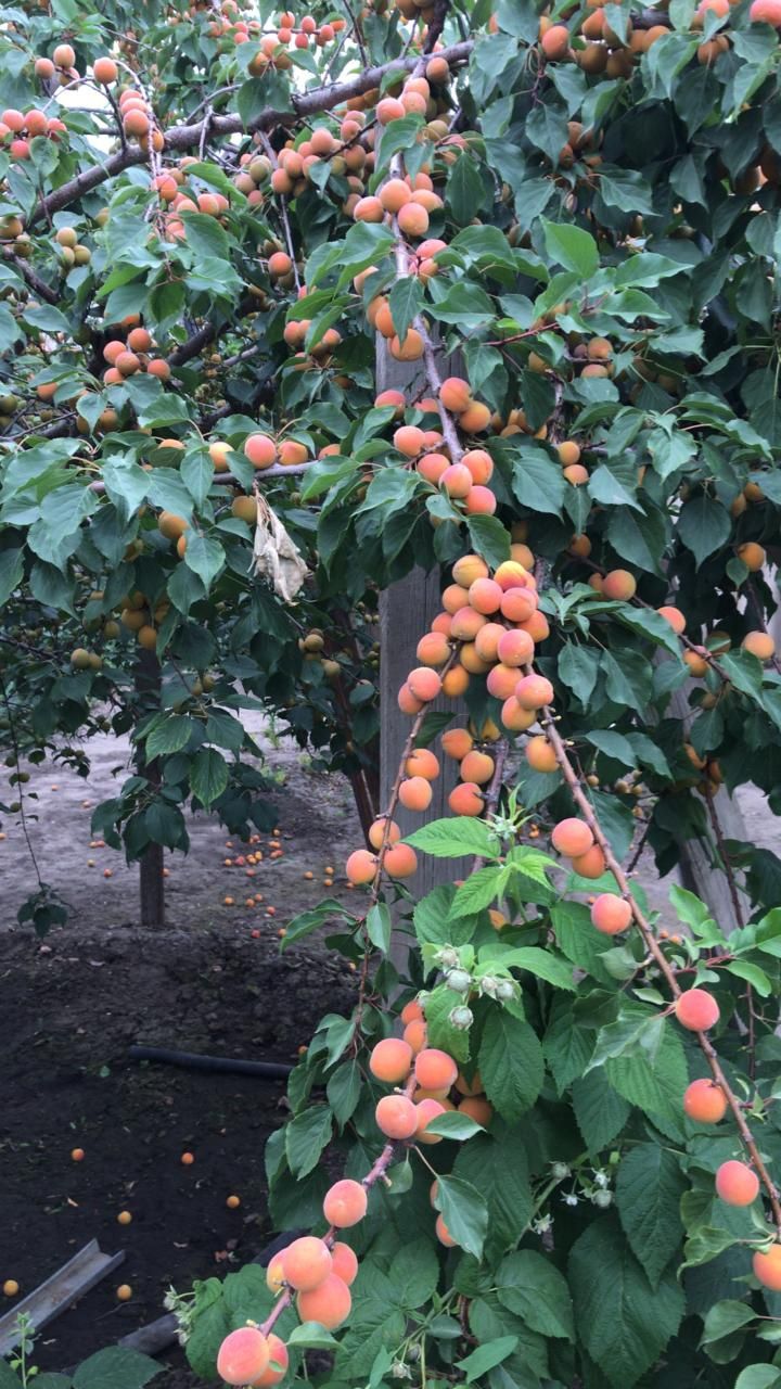 Продам яркие, вкусные абрикосы