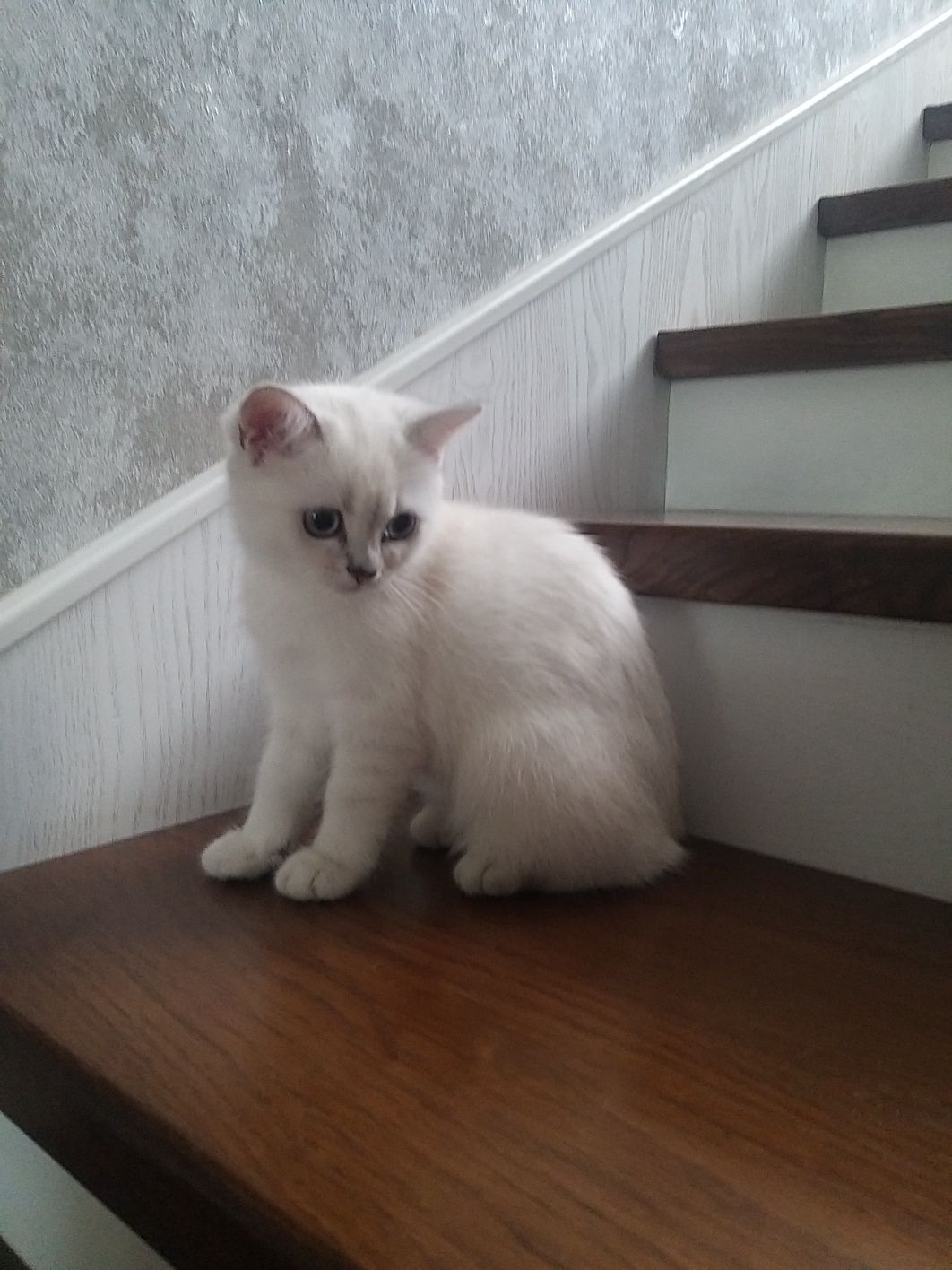 Продам котенка британскую короткошерстную серебристую шиншиллу.