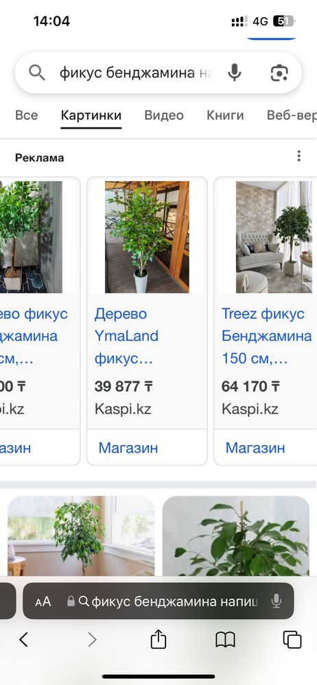 Фикус Бенджамина, 110 см