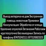 Выезд ветврача на дом