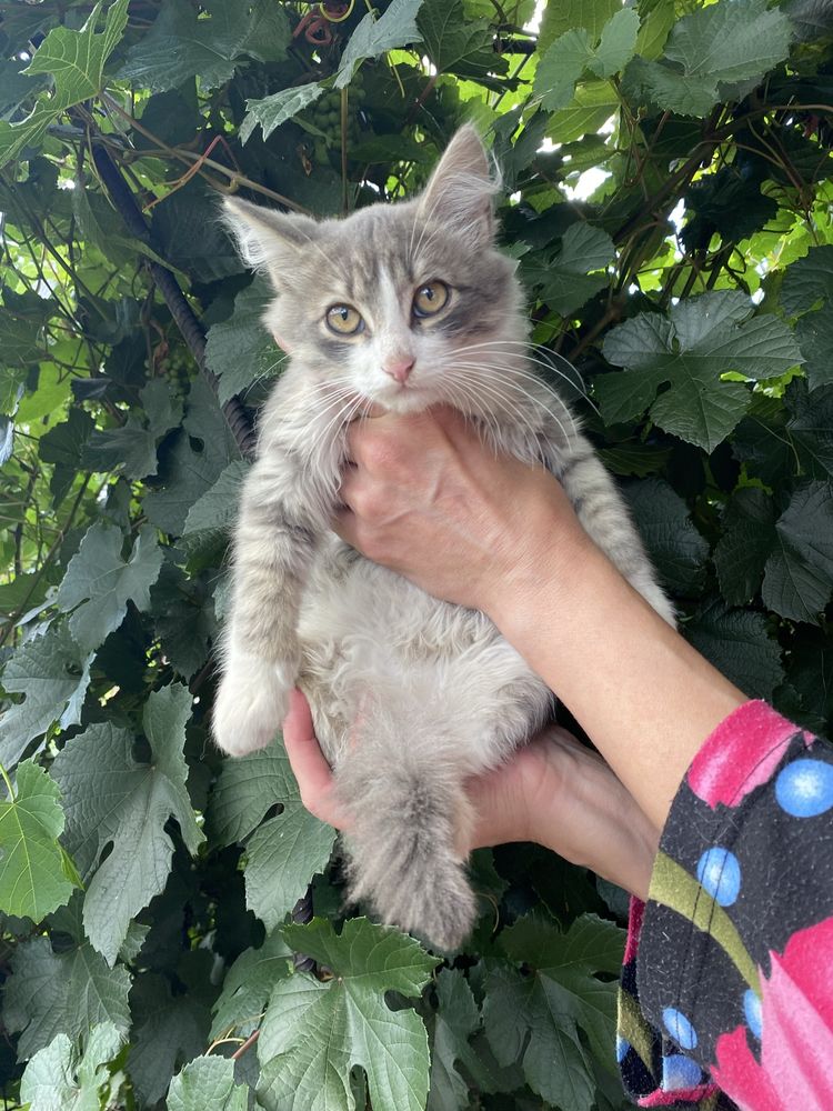 котята бесплатно