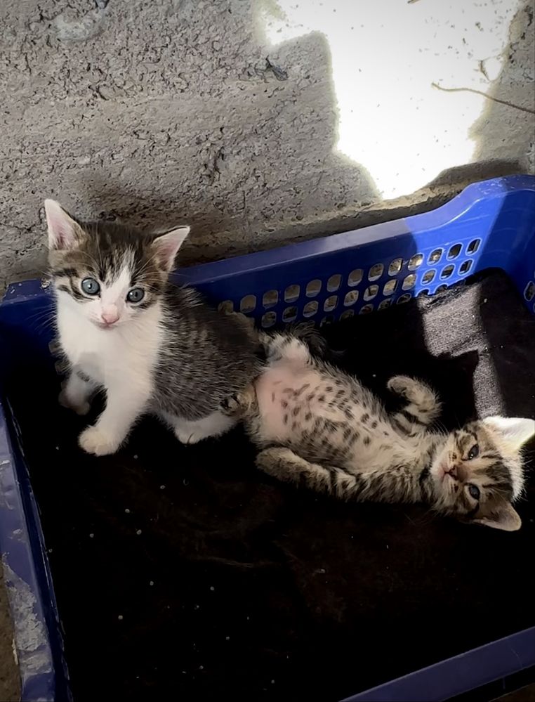 Милые котята в добрые руки!