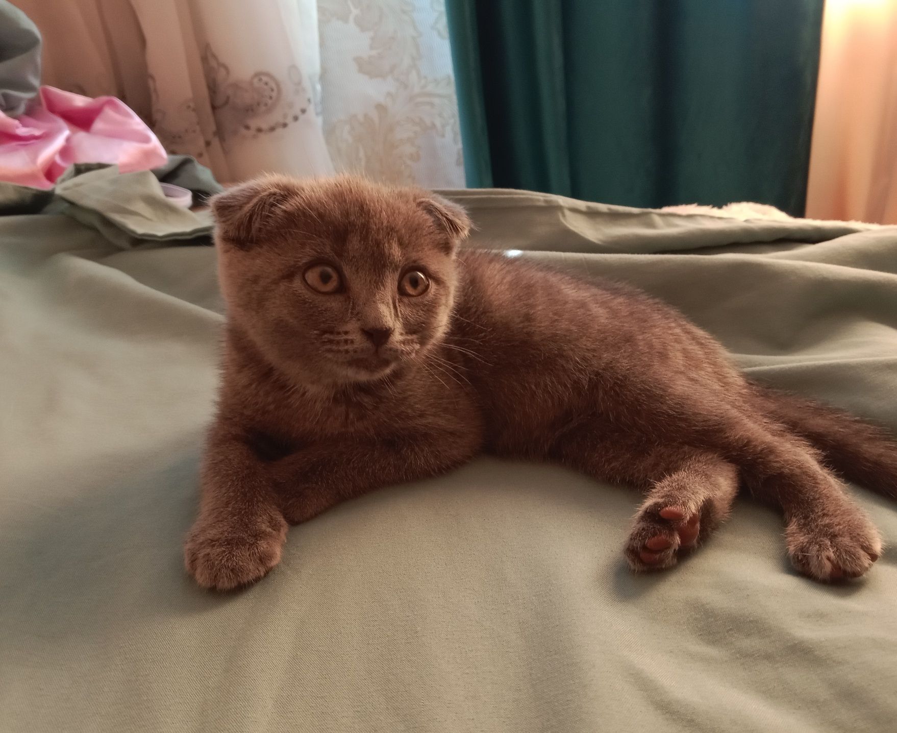 Вислоухий котенок+латок,миска,корм