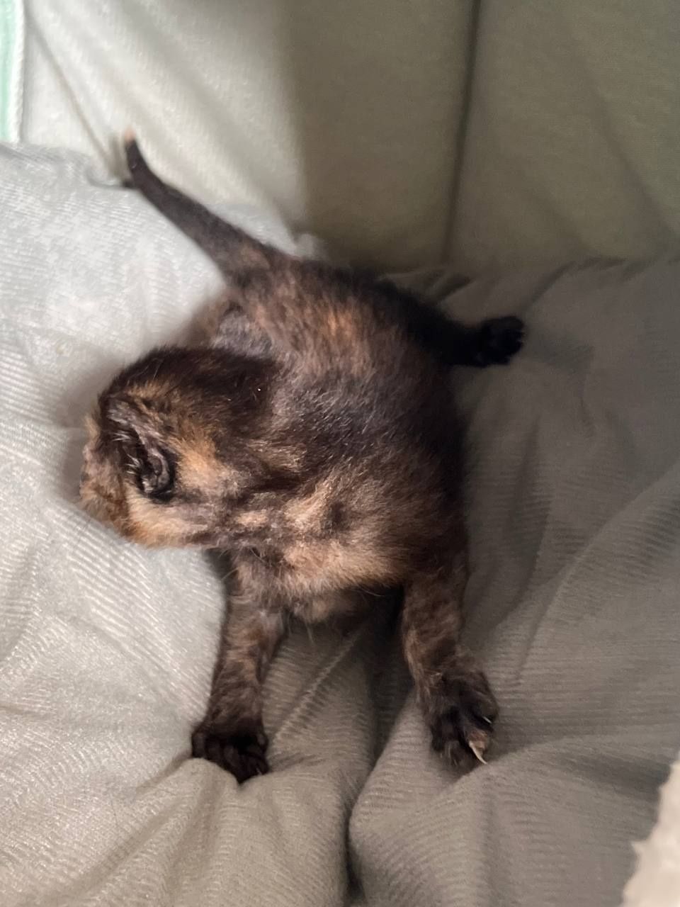 Отдадим котят в добрые руки
