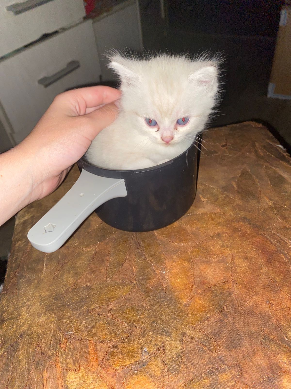 Продаются котята