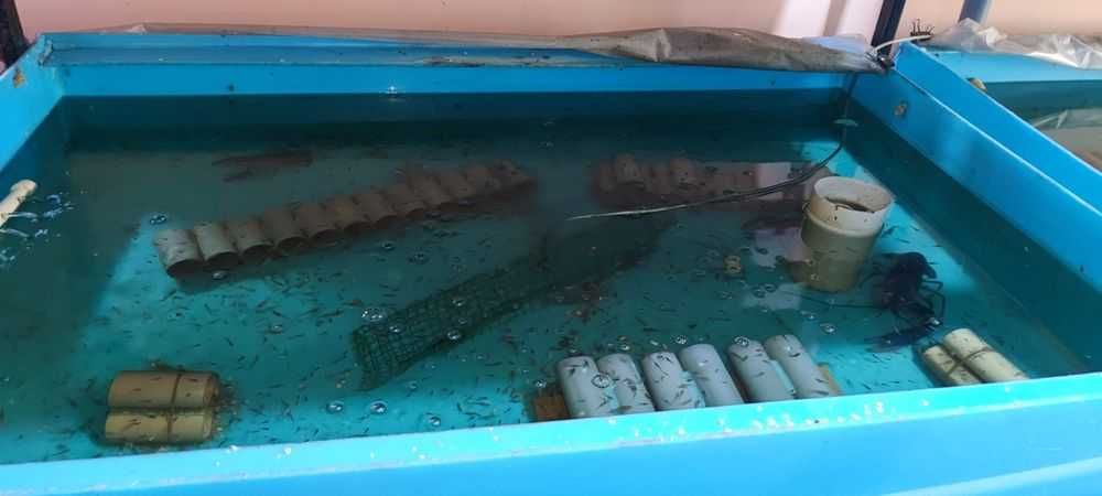 УЗВ для вывода мальков с маточным поголовьем австралийского рака