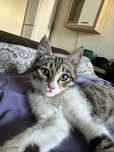 Отдам в хорошие руки котенок хороший