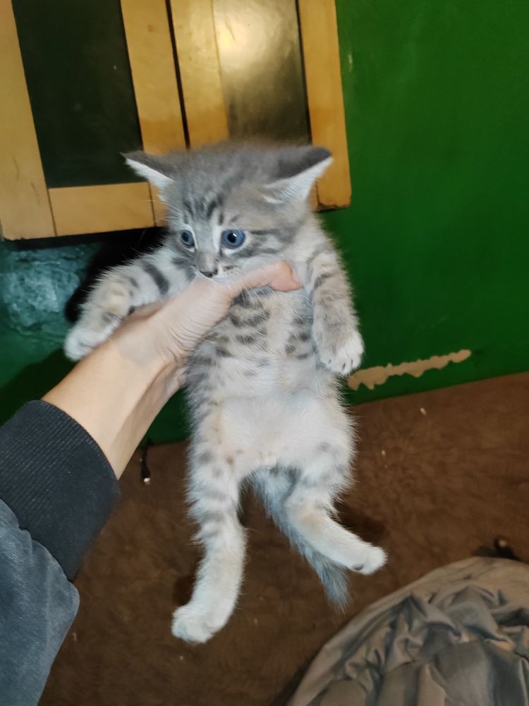 Дарю классных котят