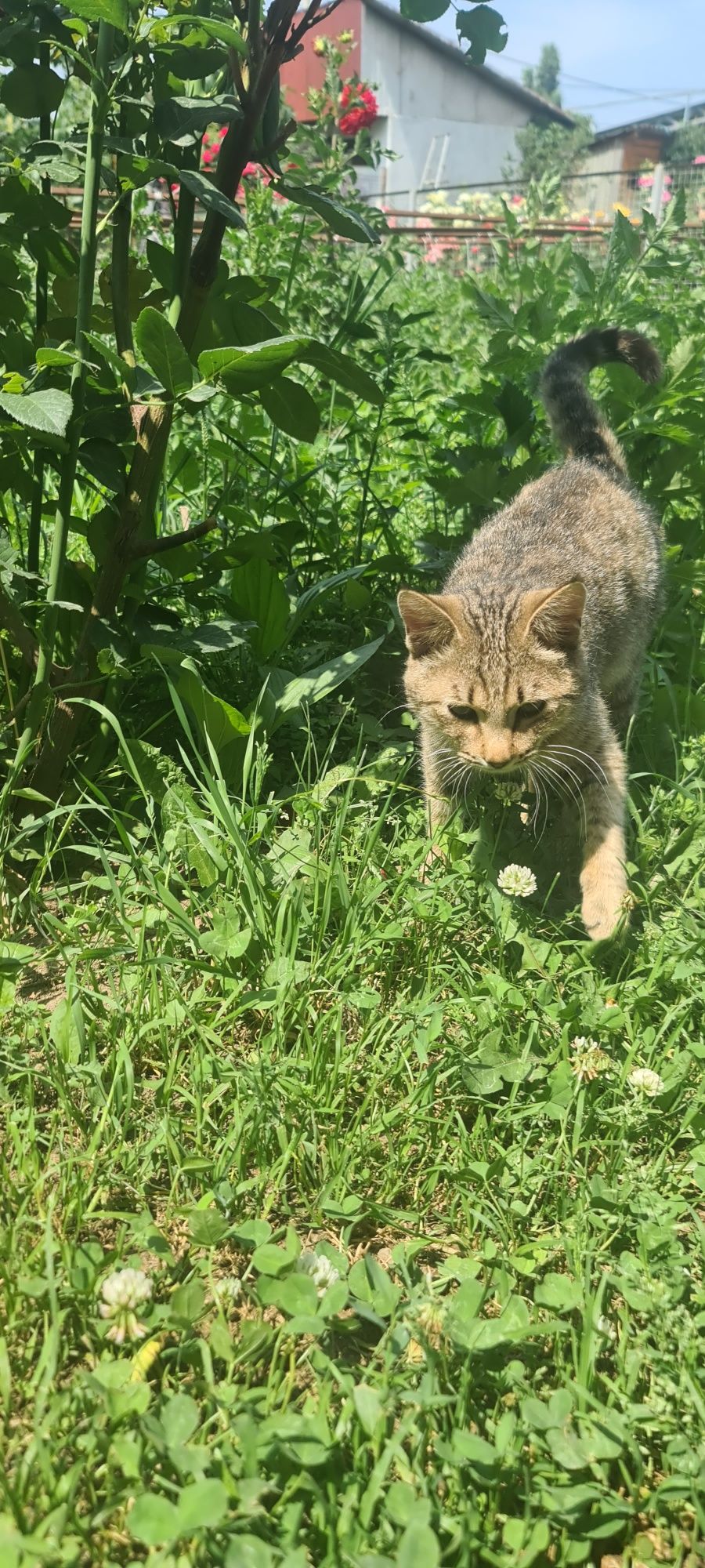 Кот в хорошие руки