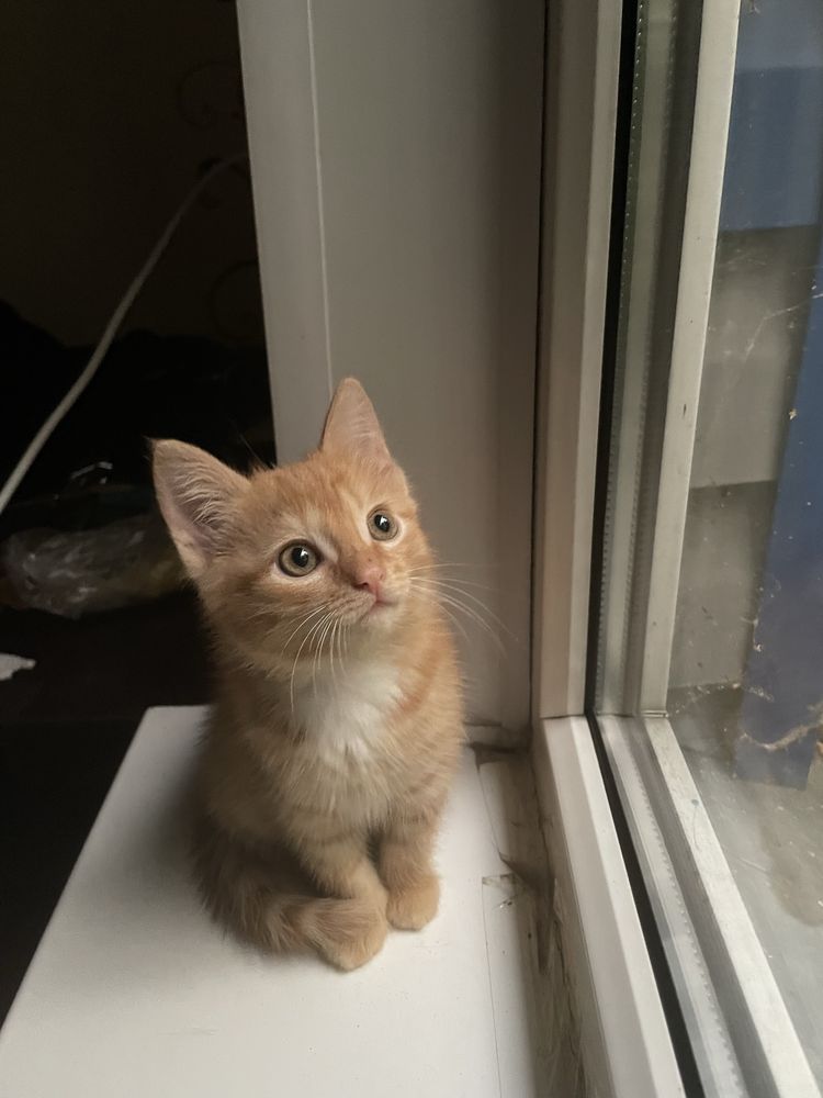 котенок девочка