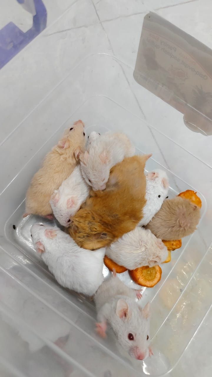 Сирийские хомяки
