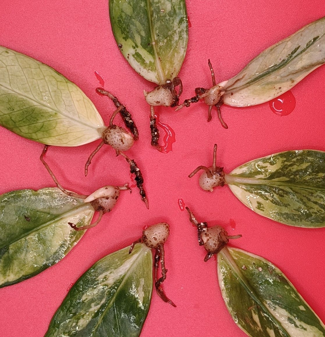 Укоренённые листики Замиокулькаса вариегатный Variegated