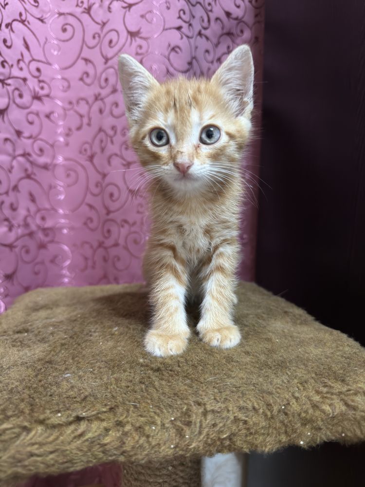 Котенок ищет семью