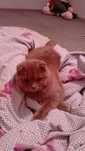 Шотландский вислоухий кот