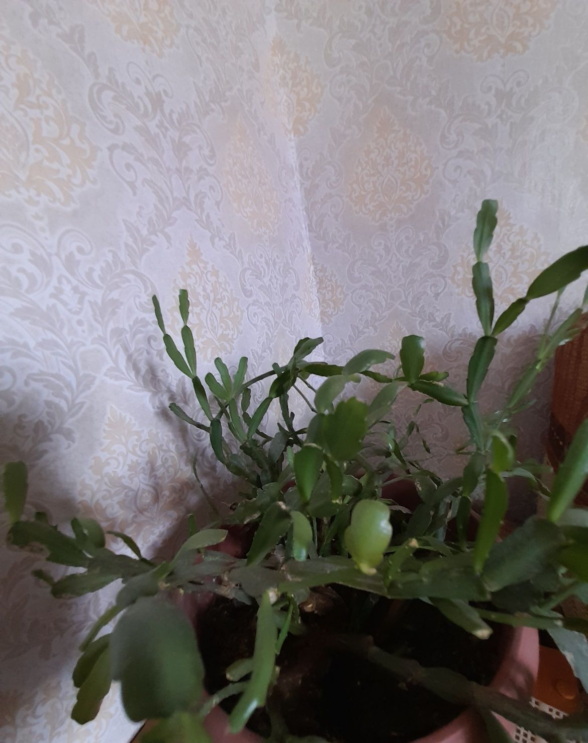 Продам цветы комнатные