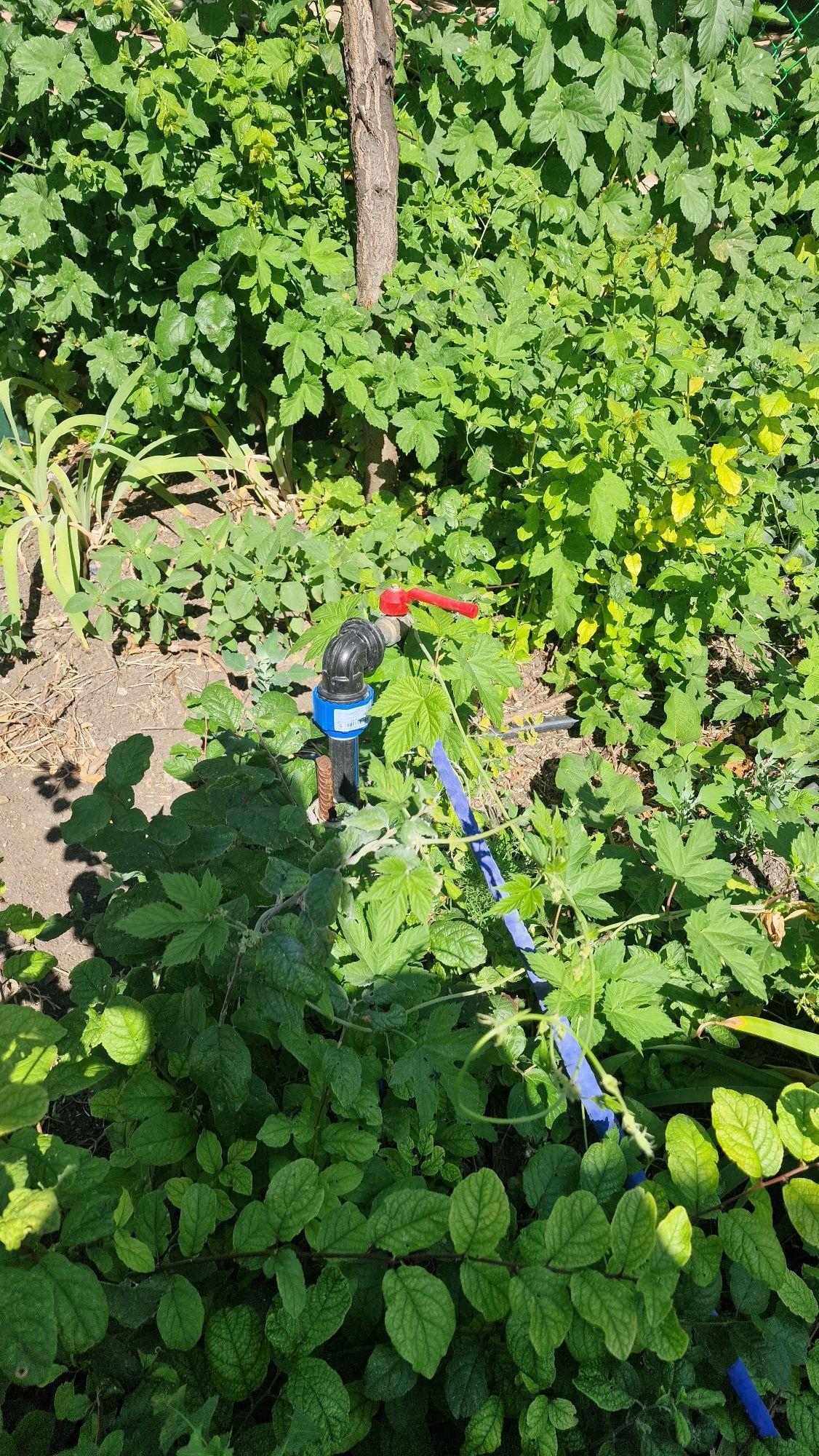 Продам дачу . Срочно.