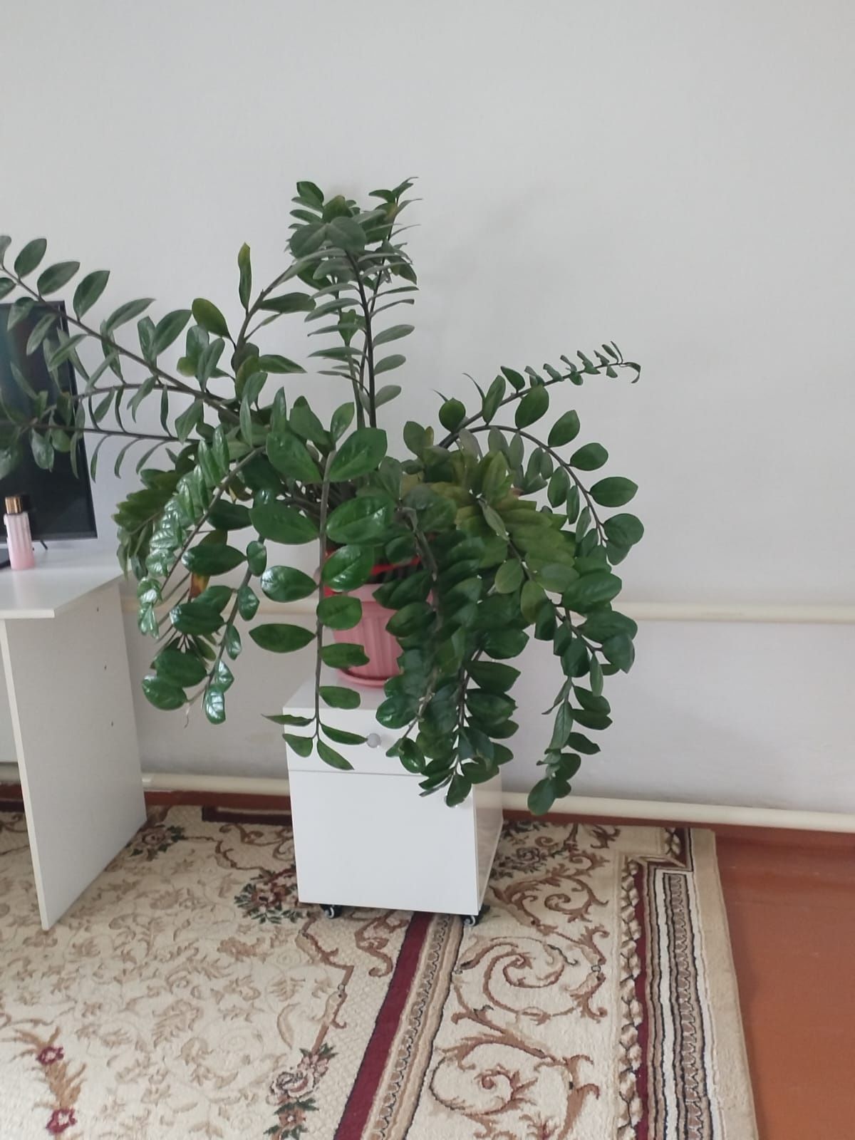 Домашние цветы продаются договорная