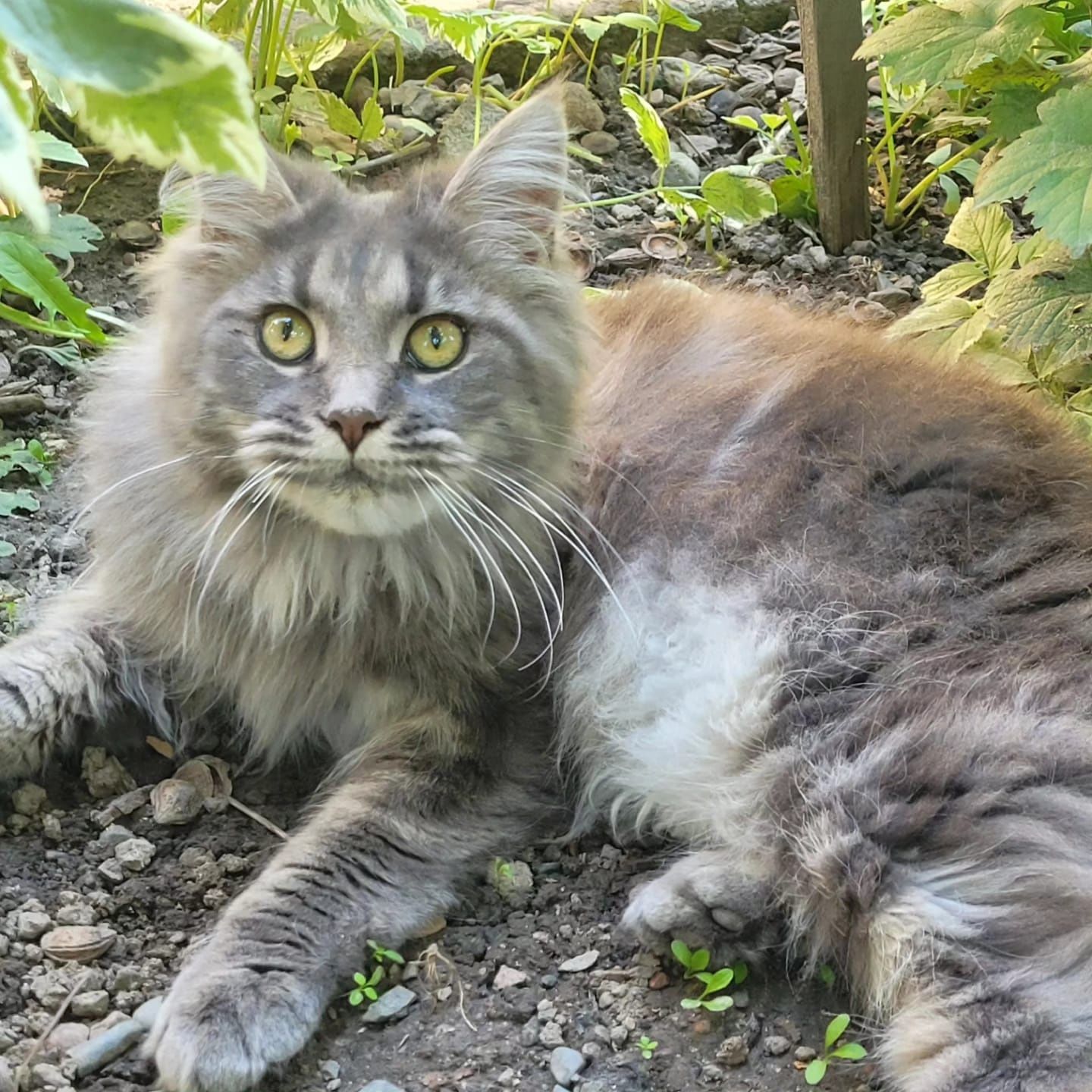 Продается кошечка породы МЕЙН-КУН.