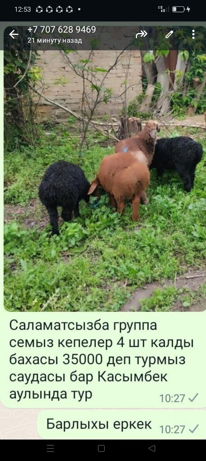 Қой сатылады Продаются бараны, овцы