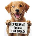 Надёжные защитники с особенной судьбой