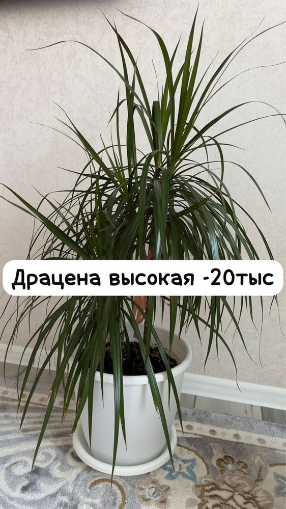 гибискус, молочай, драцена,декабрист,диффенбахия