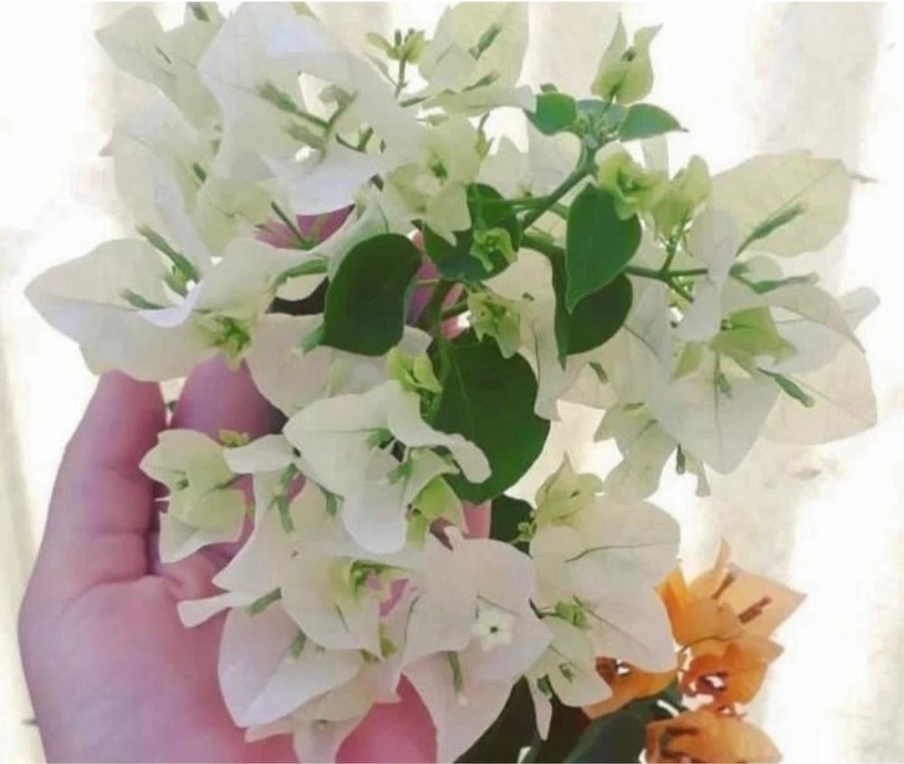 Комнатные растения
