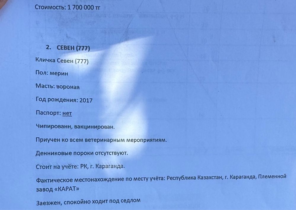 Лошадь ахалтеке в павлоларе