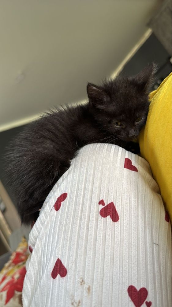 Милые котята  ищут дом!