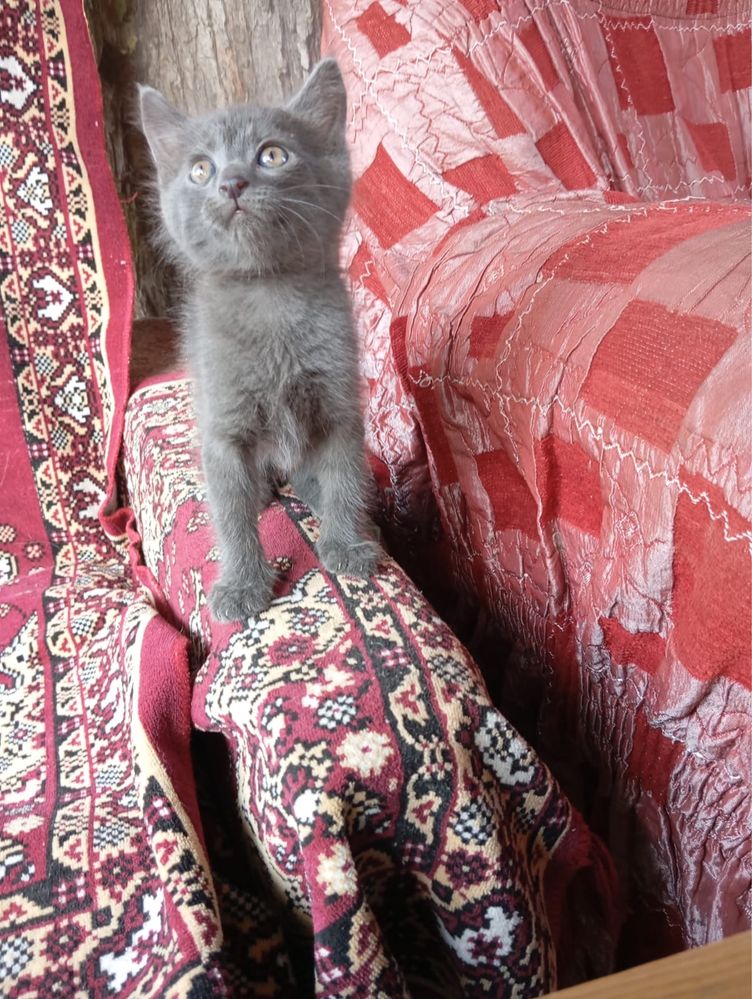 Отдам котят добрым людям