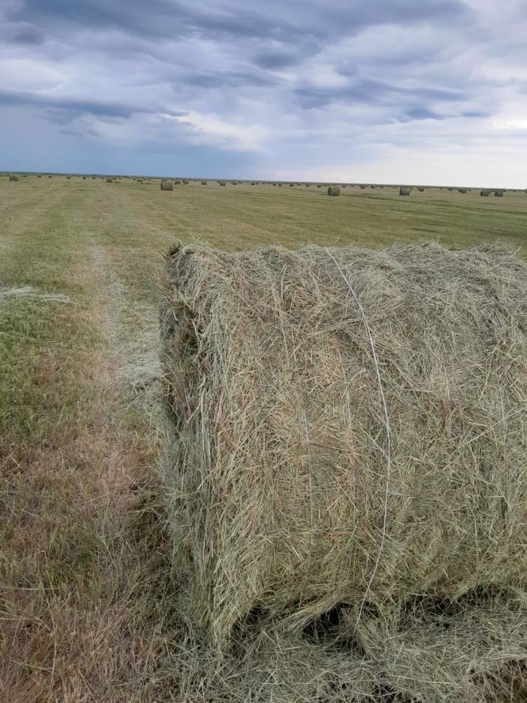 Продам сено в рулонах