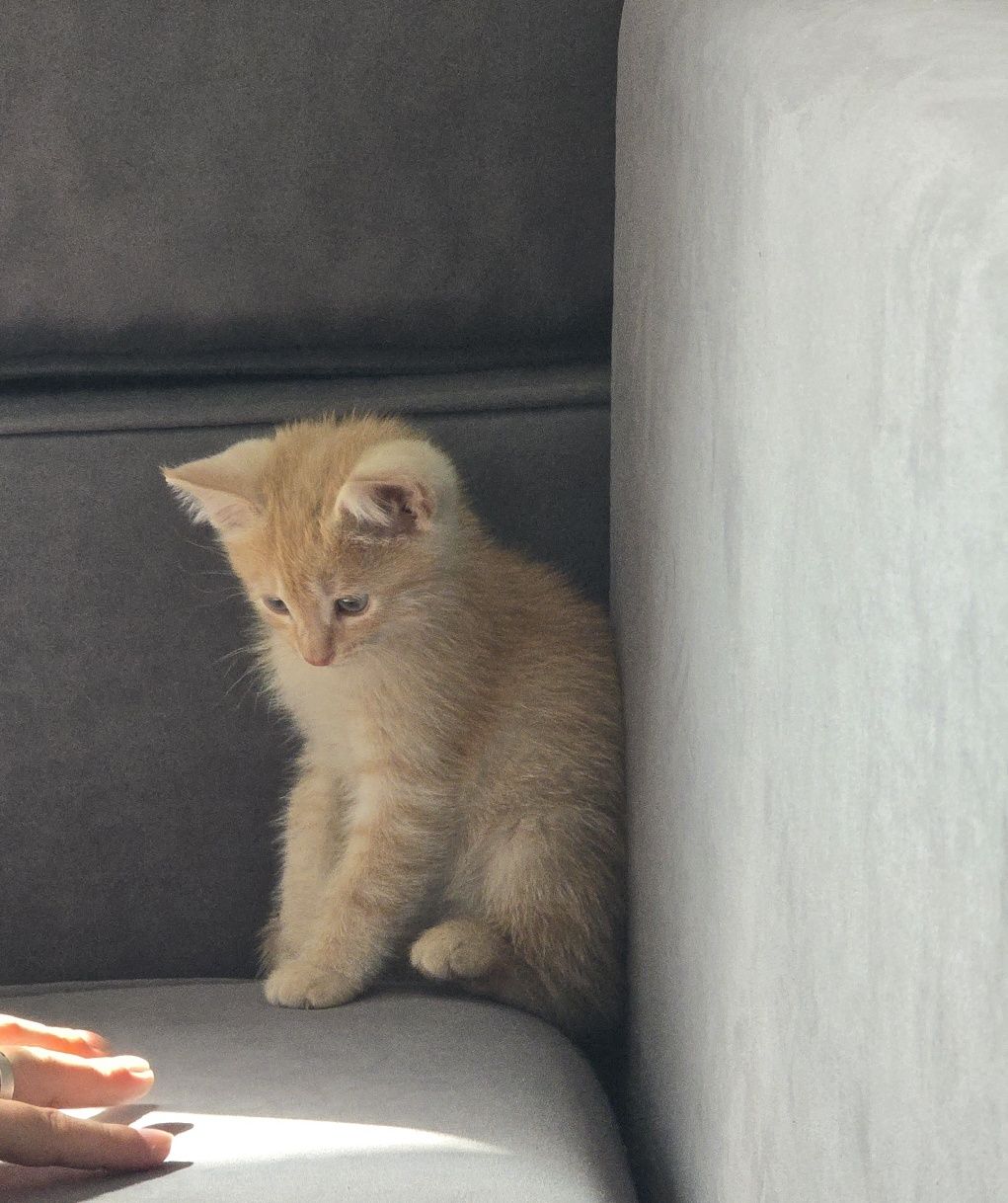 Отдаётся котёнок в добрые руки