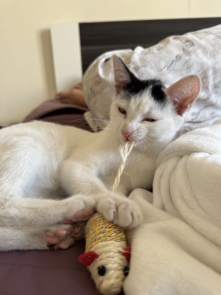 Котенок девочка в добрые руки