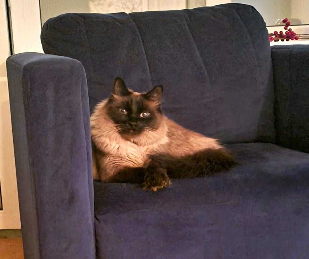 Два сиамских котика ищут дом