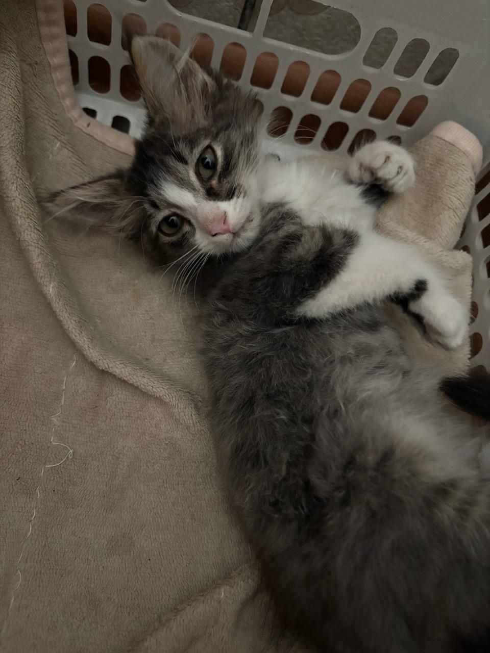 Котенок беспородистый