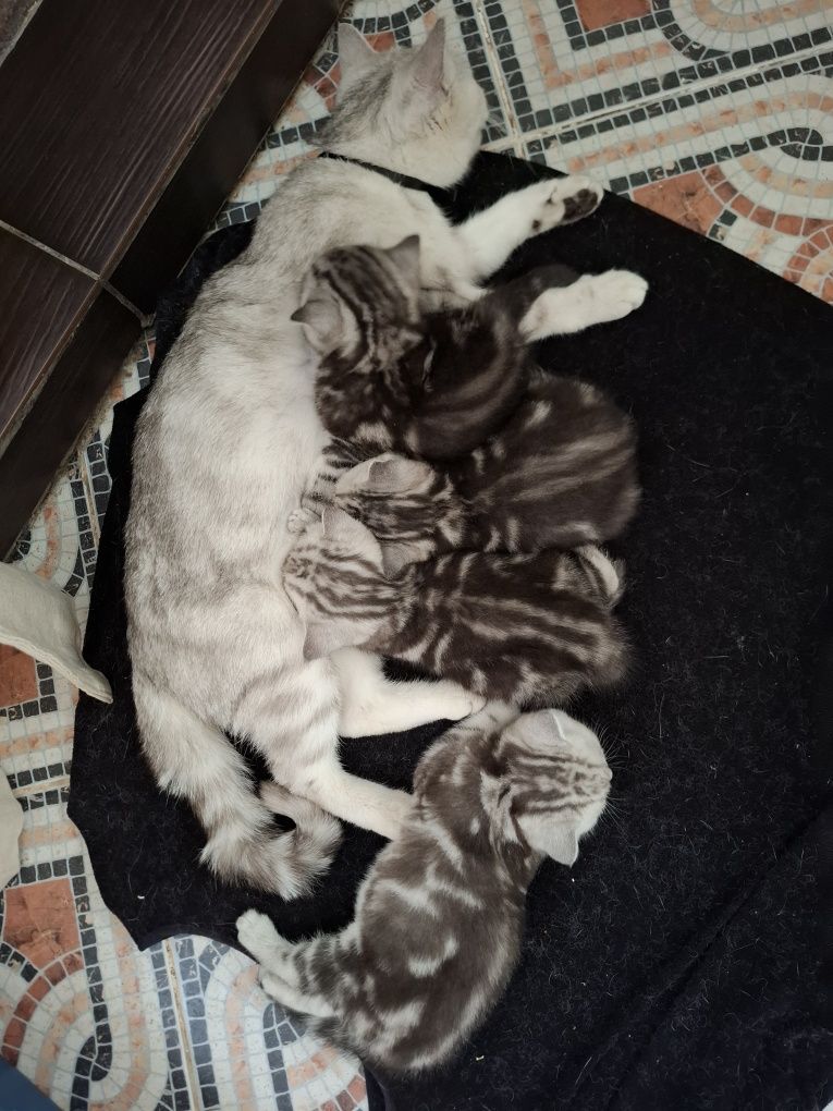 Продажа  котят скотиш страйд