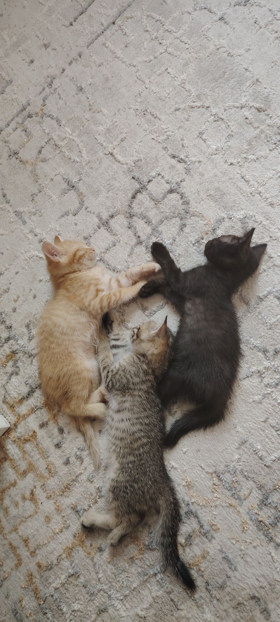 Котята в хорошие руки
