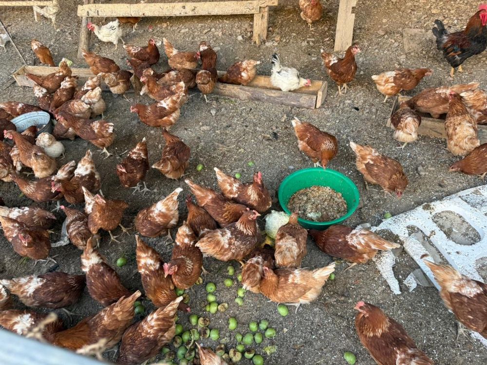 Куры несушки Ломан браун