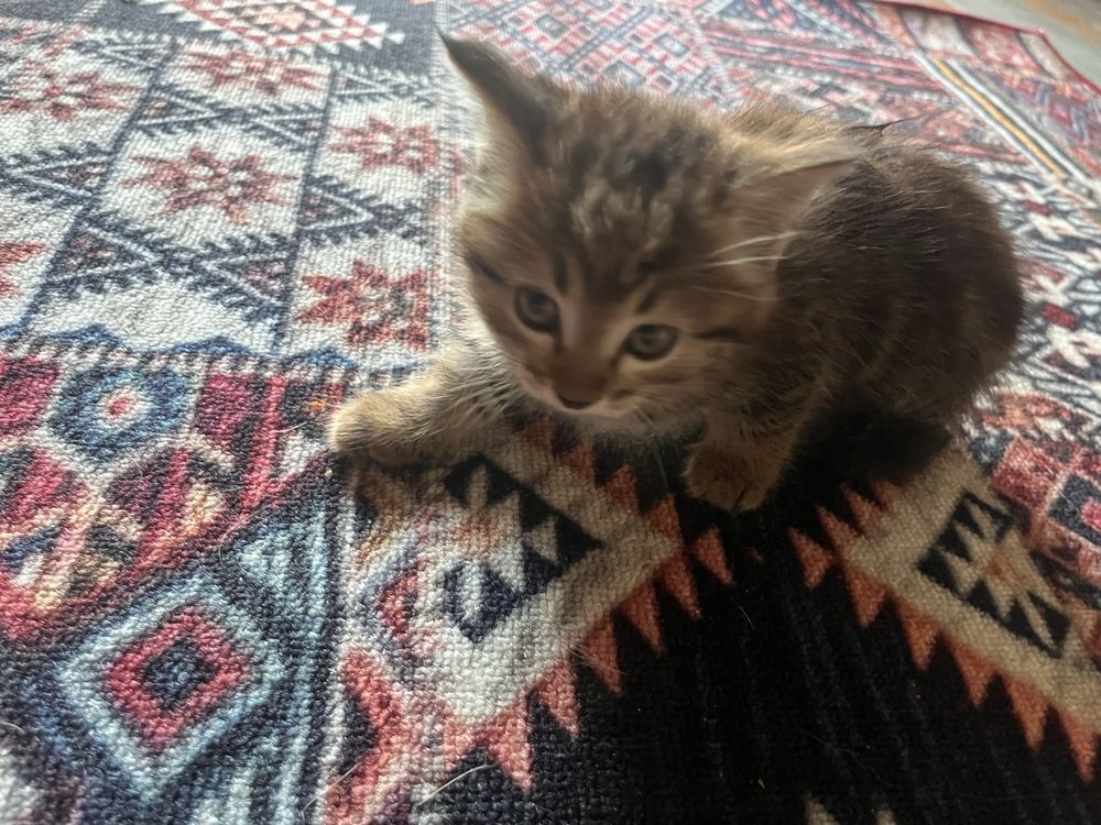 Отдам котенка в доьрые руки